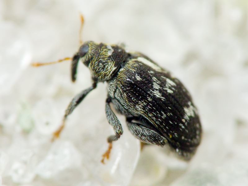 Orchestes (Alyctus) rusci (Herbst, 1795)